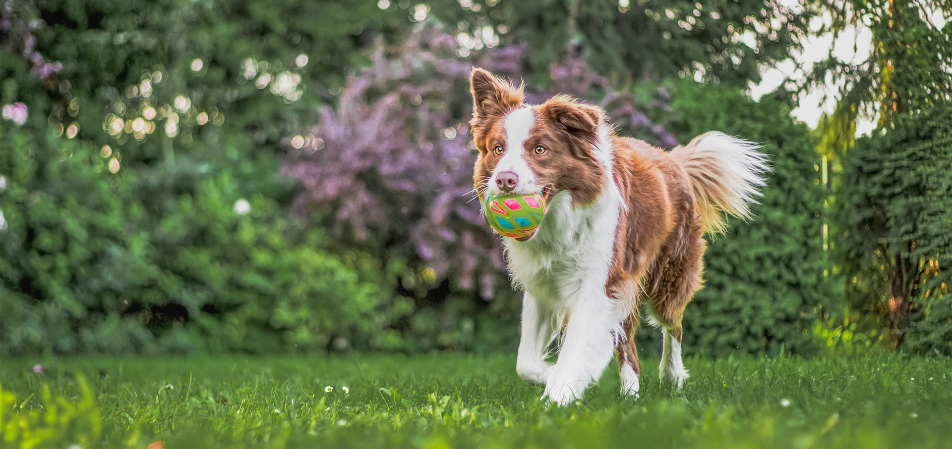 animaux sont les bienvenus au camping a fouesnant